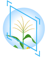 Corn Icon